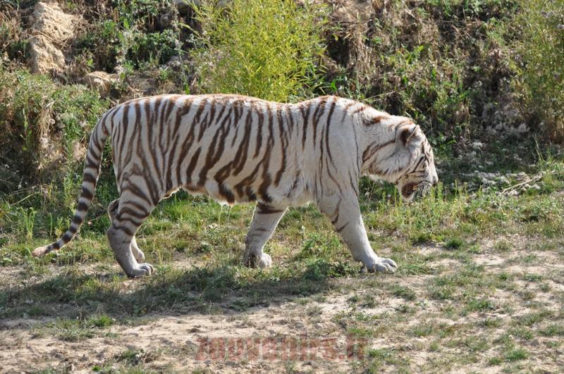 Tigre blanc