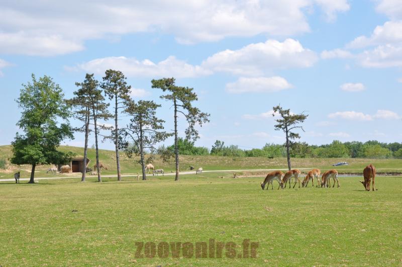 Cobe de Lechwe