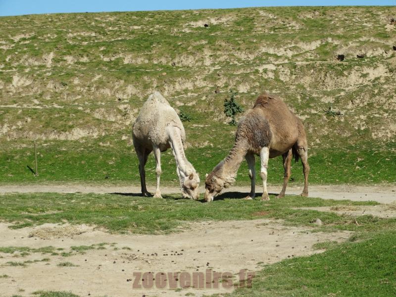 Dromadaire