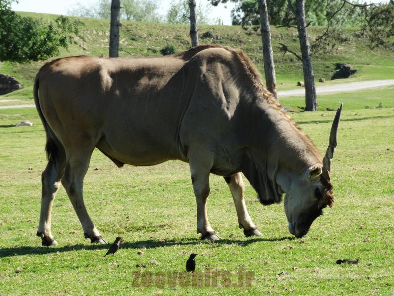Eland du Cap