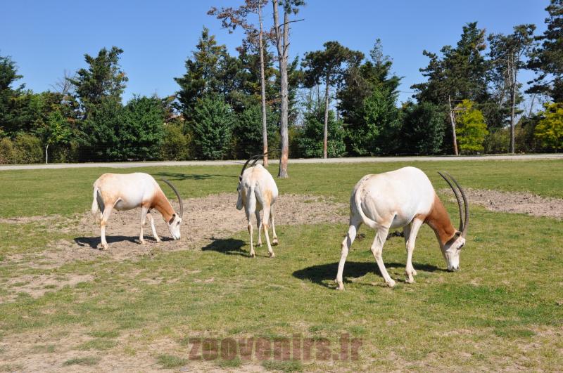 Oryx algazelle