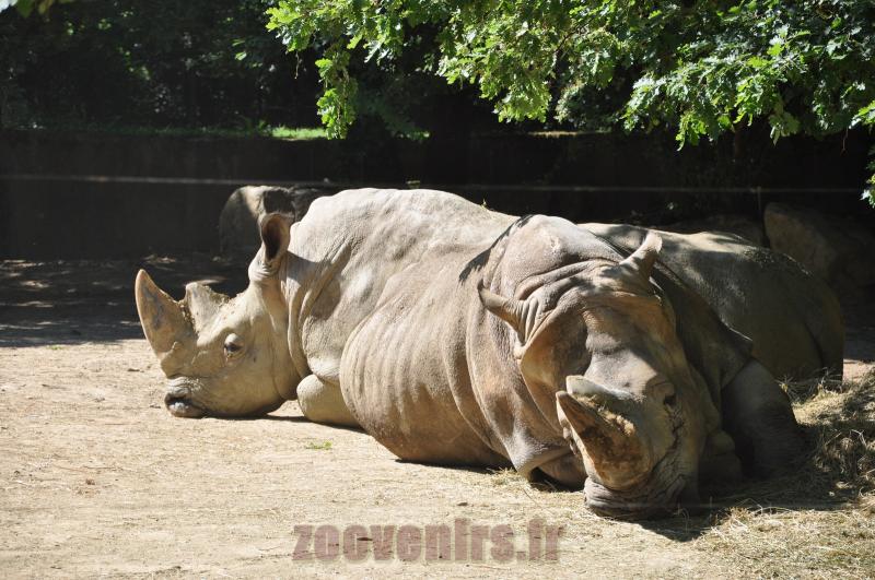 Rhinocéros blanc