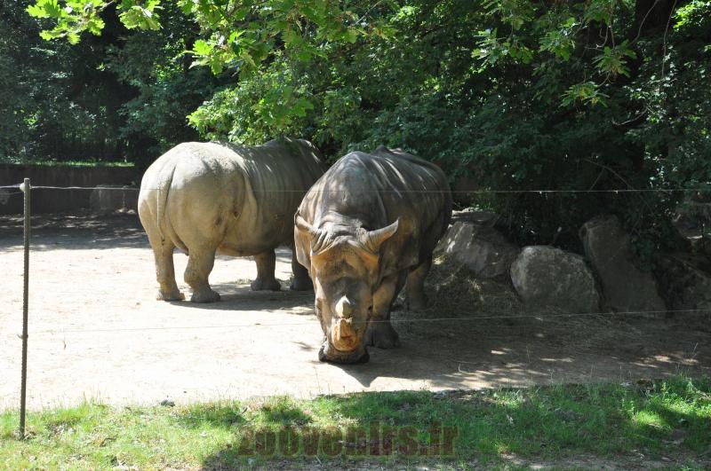 Rhinocéros blanc