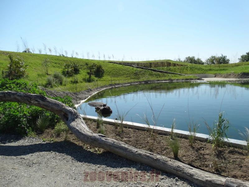 Hippopotame amphibie