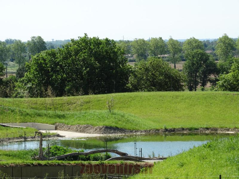 Hippopotame amphibie