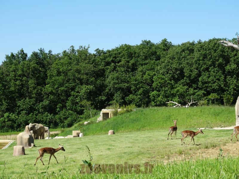 Eléphant d'Afrique - Impala