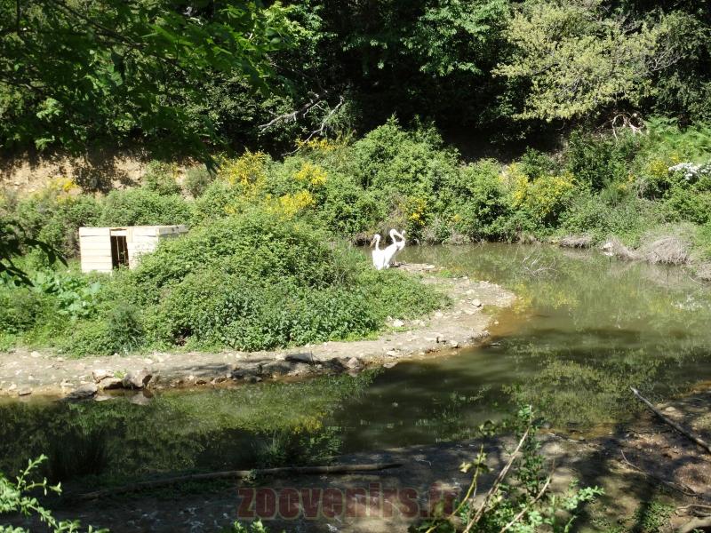 Pélican