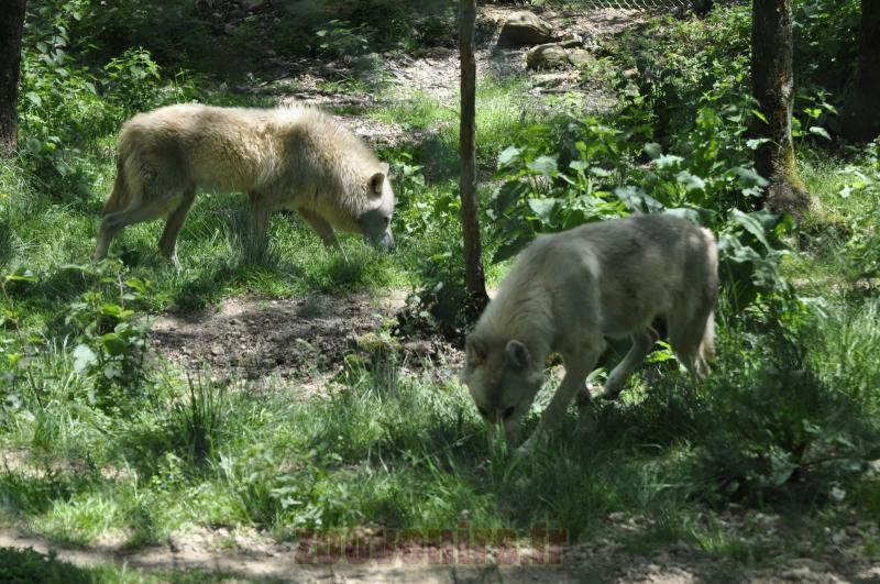 Loup arctique