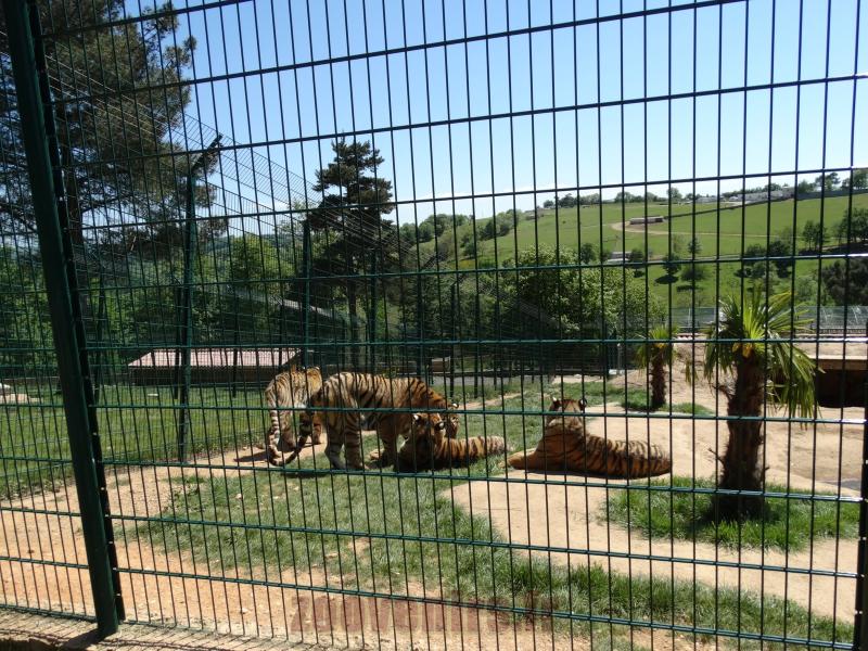 Tigre