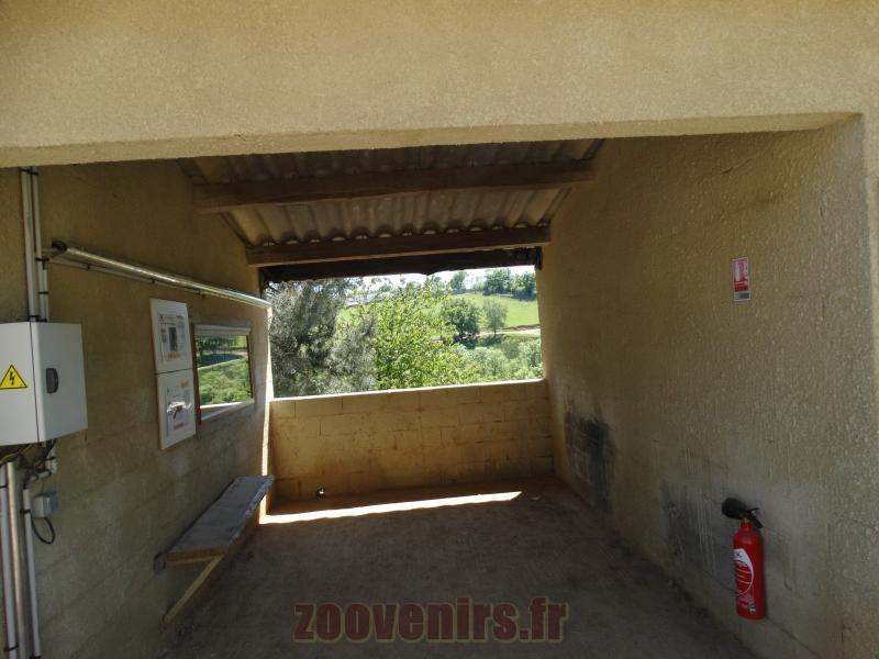 Nilgaut - Cervicapre