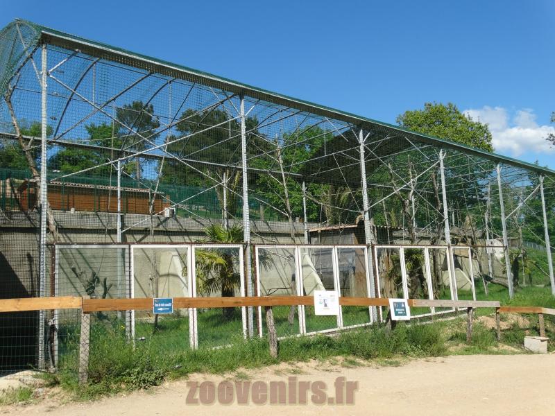 Gibbon à mains blanches