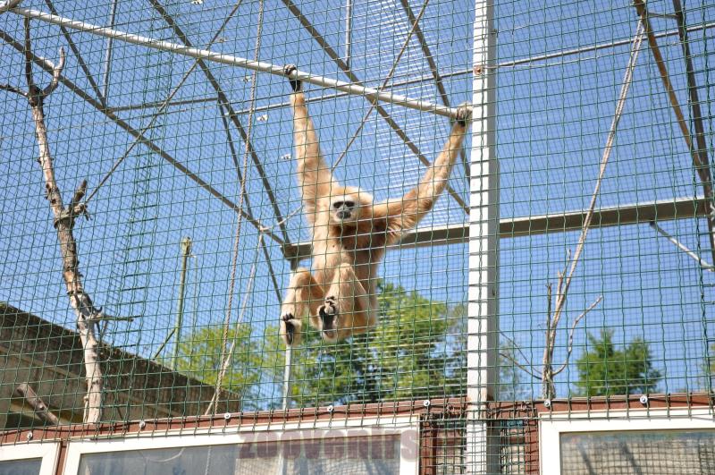 Gibbon à mains blanches