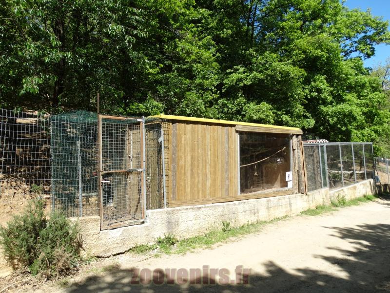 Ouistiti à toupets blancs
