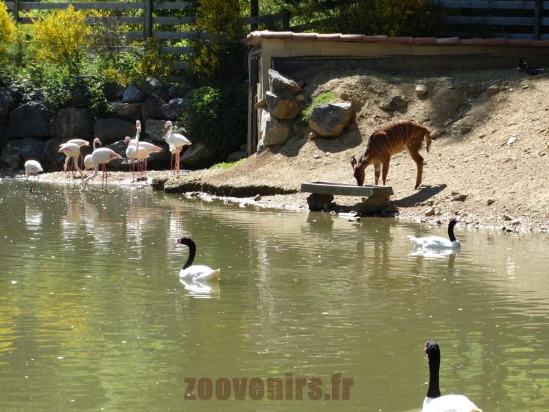 Flamant rose - Cygne à cou noir - Nyala