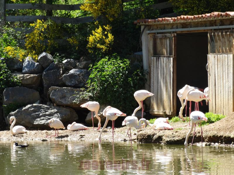 Flamant rose