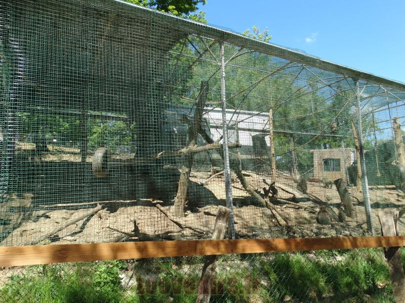 Macaque de Barbarie