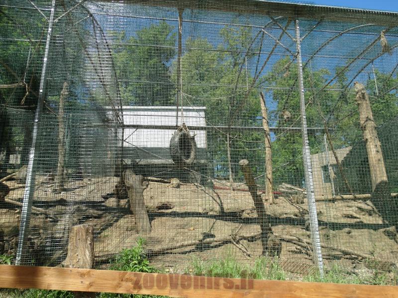 Macaque de Barbarie
