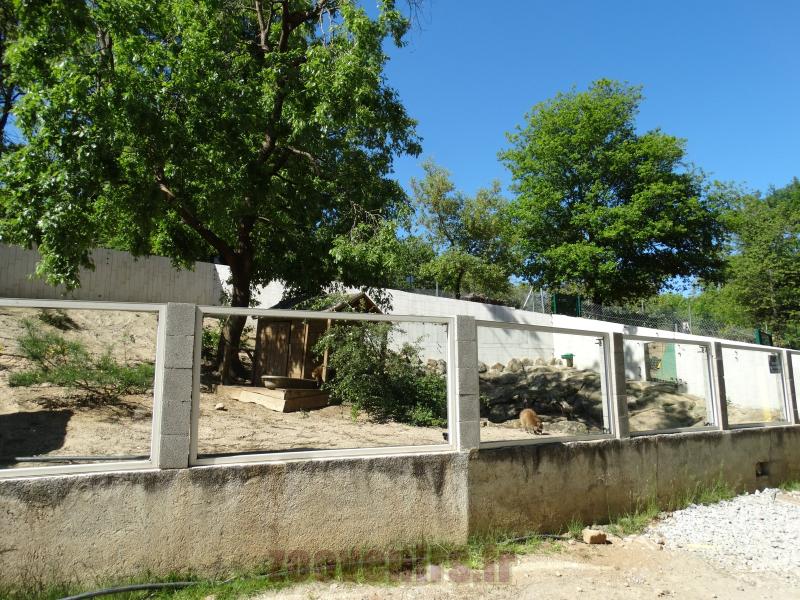 Raton laveur