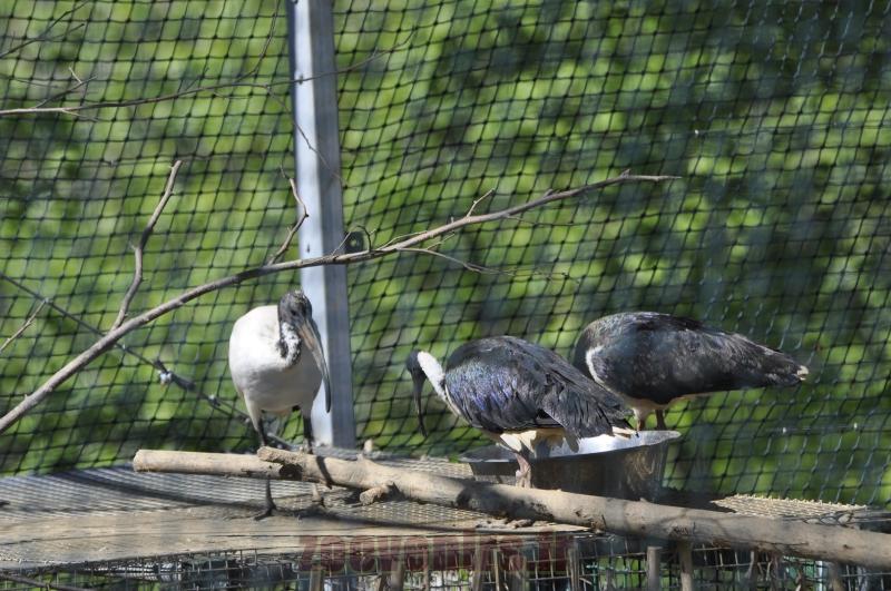 Ibis sacré