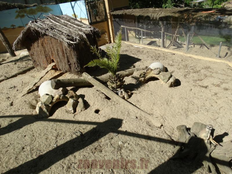 Suricate