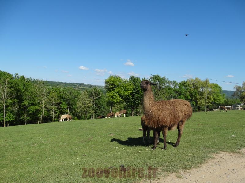 Lama