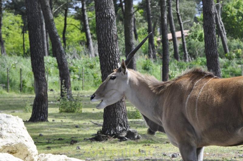 Eland du Cap