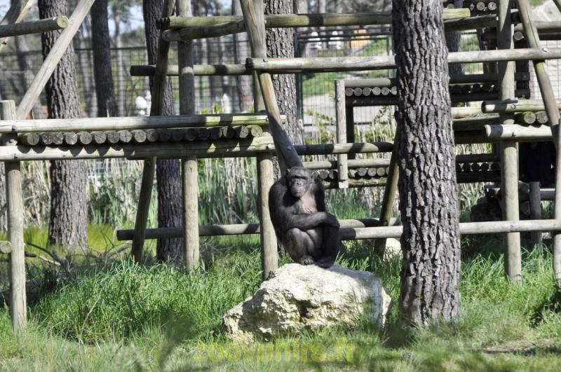 Chimpanzé