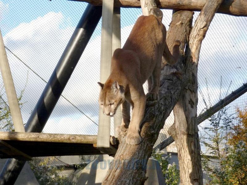 Puma