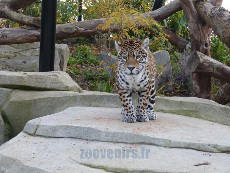 Jaguar