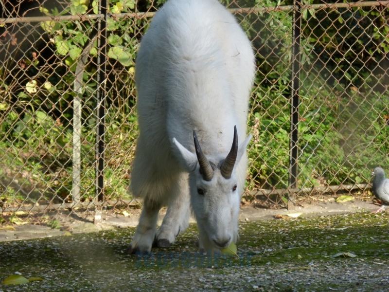 Chèvre des montagnes rocheuses