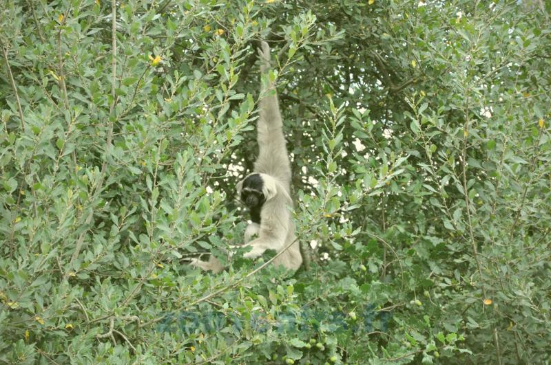 Gibbon à bonnet