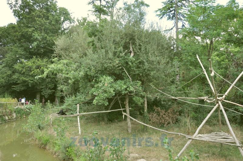 Gibbon à bonnet