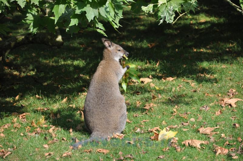 Wallaby de Bennett