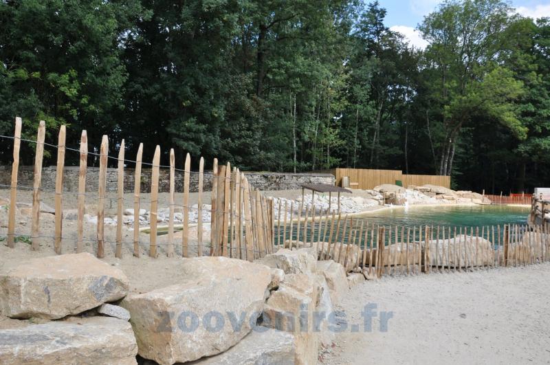 Phoque veau marin 