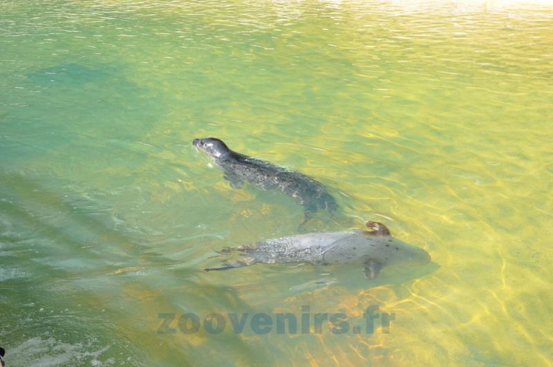 Phoque veau marin
