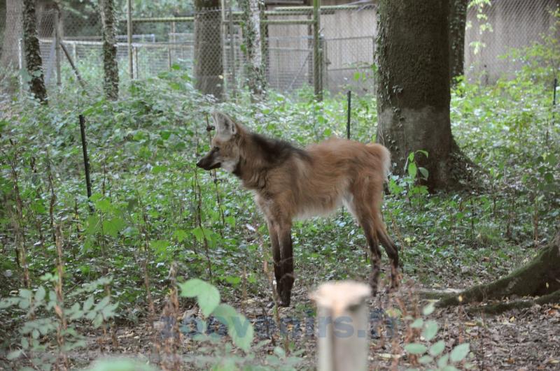 Loup à crinière
