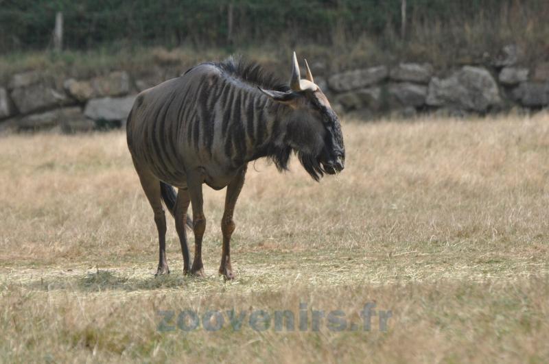Gnou bleu 