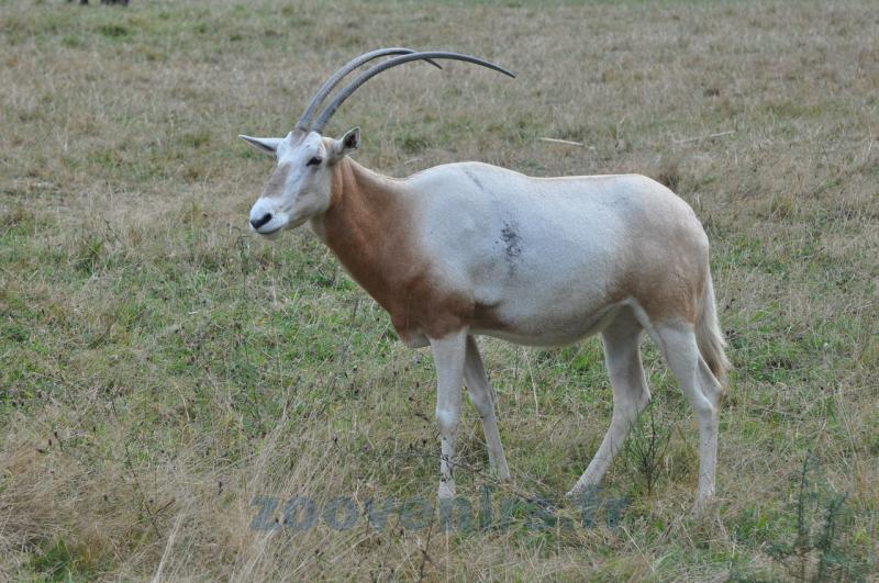 Oryx algazelle