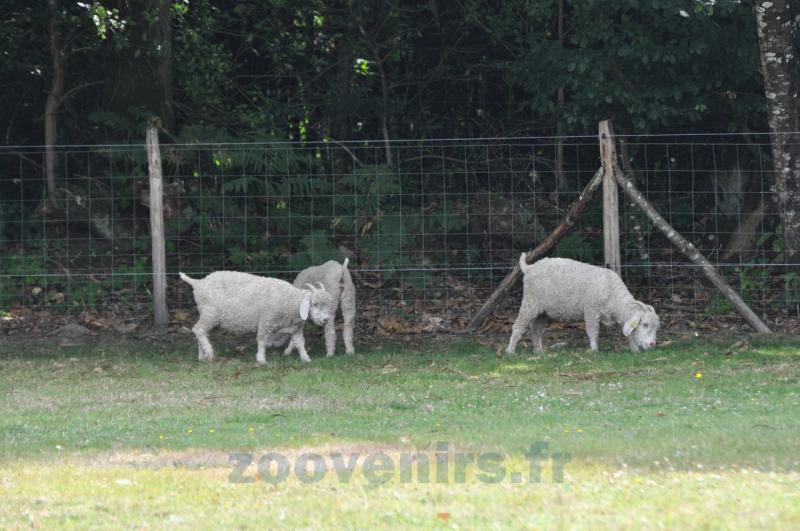 Chèvre angora