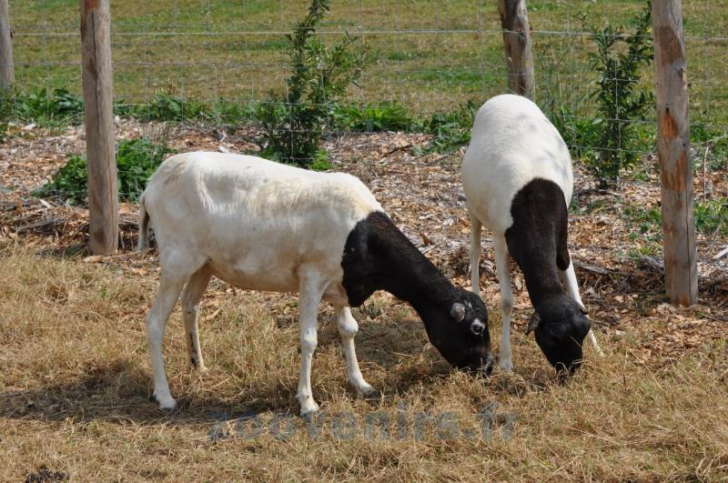 Mouton de Somalie