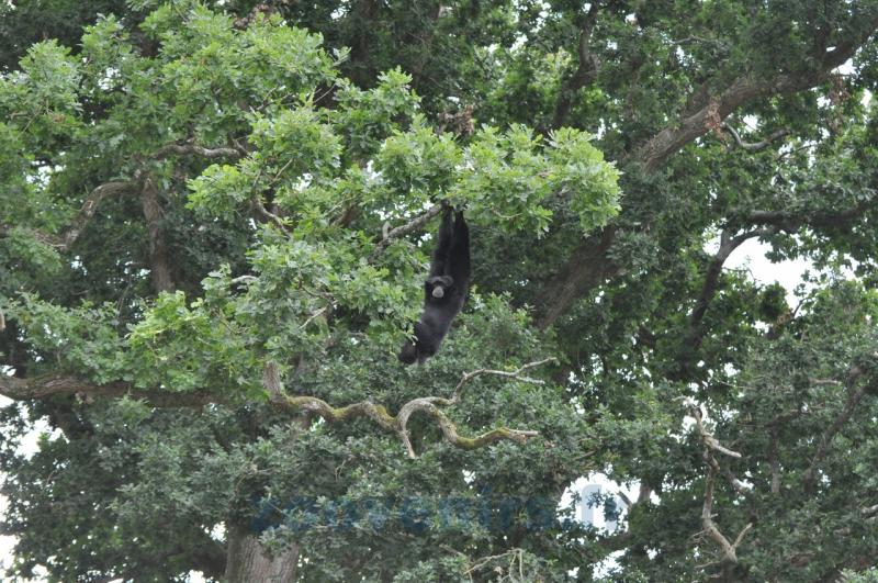 Siamang