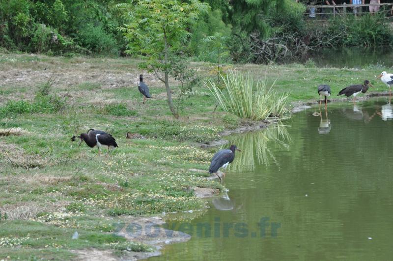 Cigogne d' Abdim - Cigogne noire