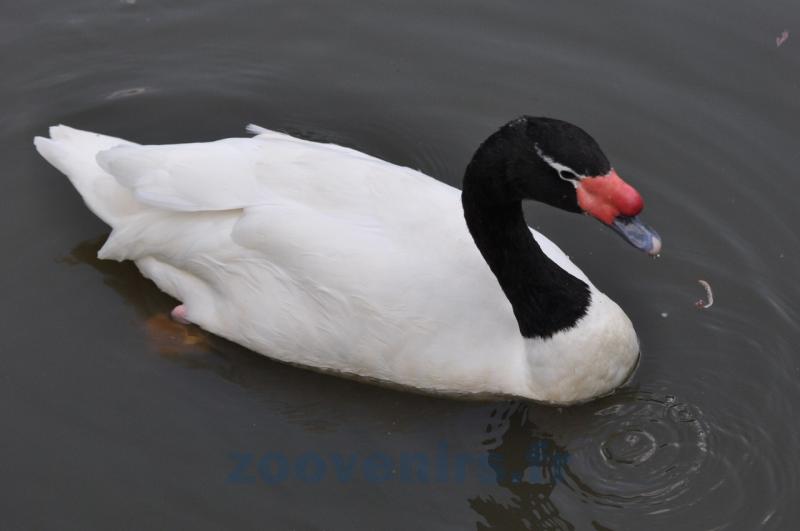 Cygne à cou noir