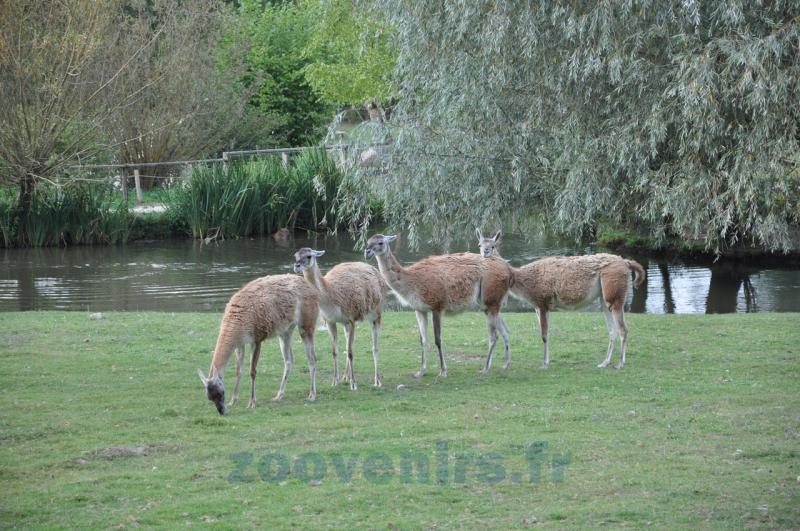 Guanaco