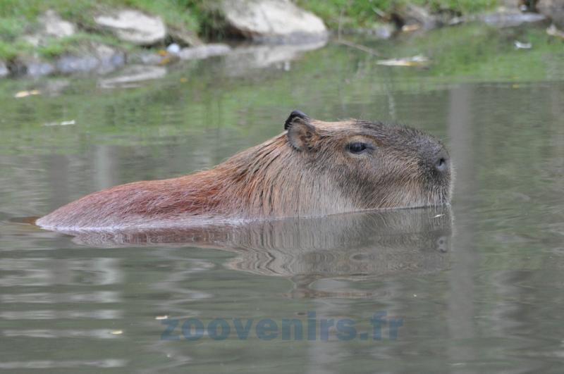 Capybara