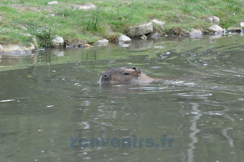 Capybara