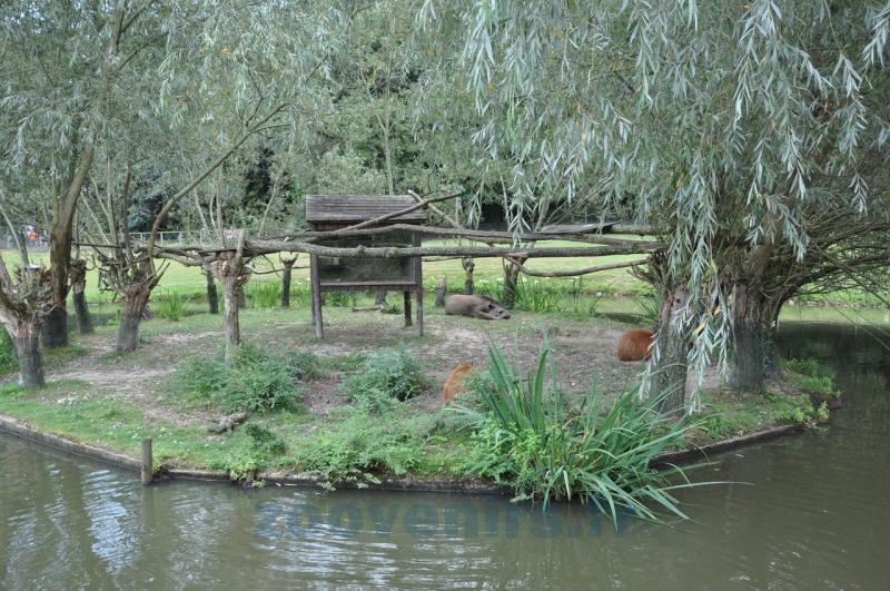 Tapir terrestre - Capybara
