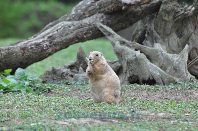 Chien de Prairie