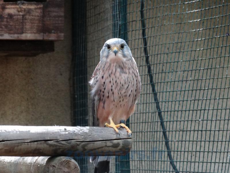 Faucon Crécerelle mâle