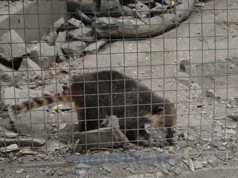 Coatis